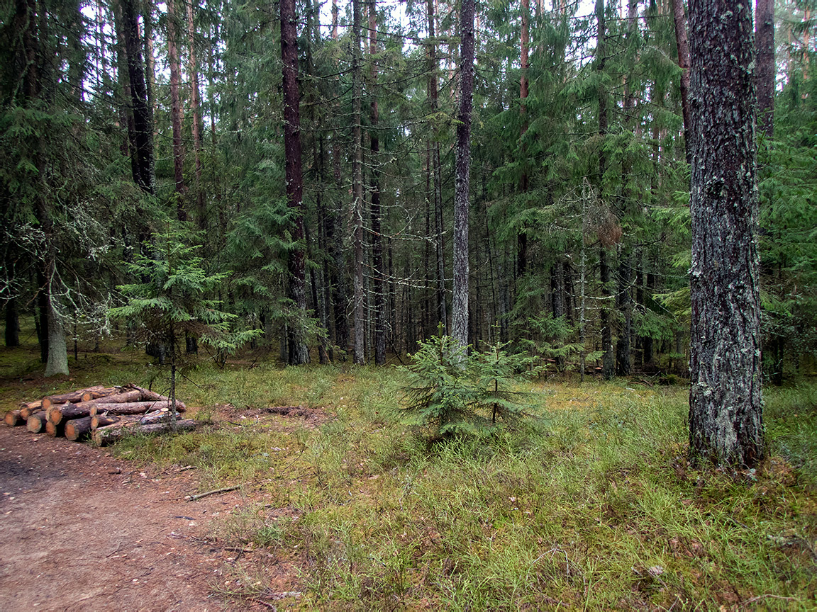 Заказник "Голубые озёра", image of landscape/habitat.