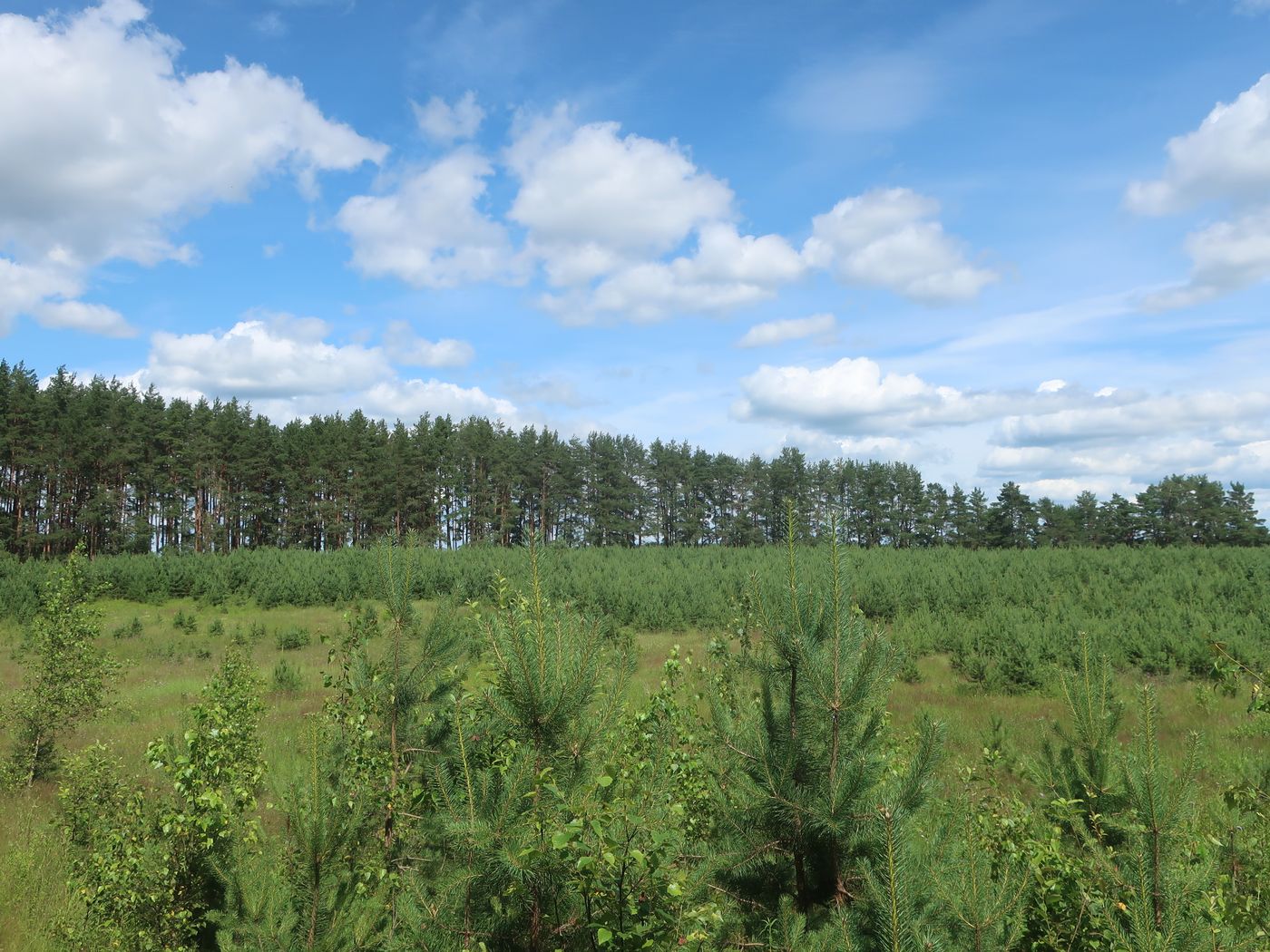 Дуденёвский заказник и р. Тьма, image of landscape/habitat.