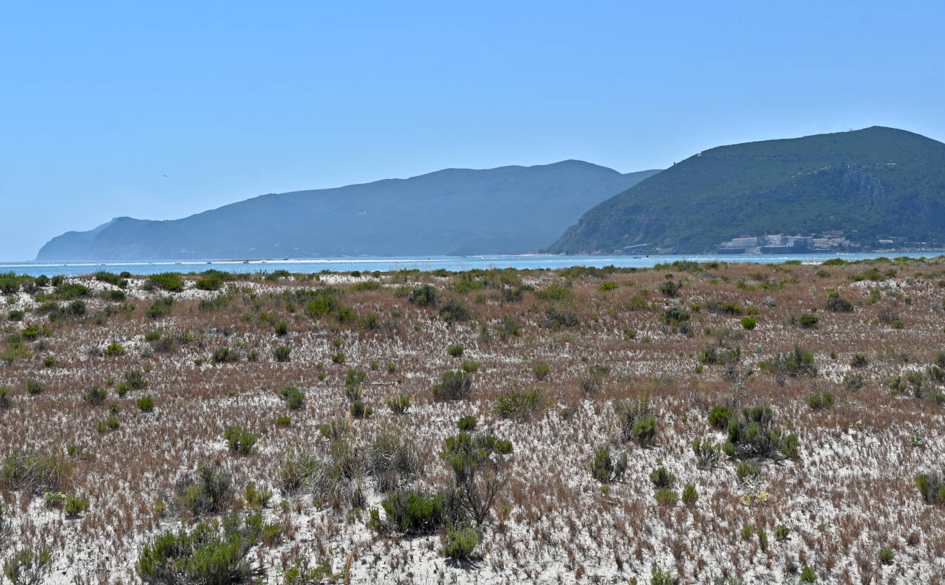 Полуостров Троя, image of landscape/habitat.