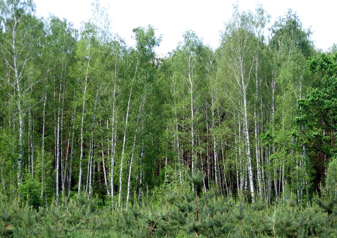 Лебедёвка, image of landscape/habitat.