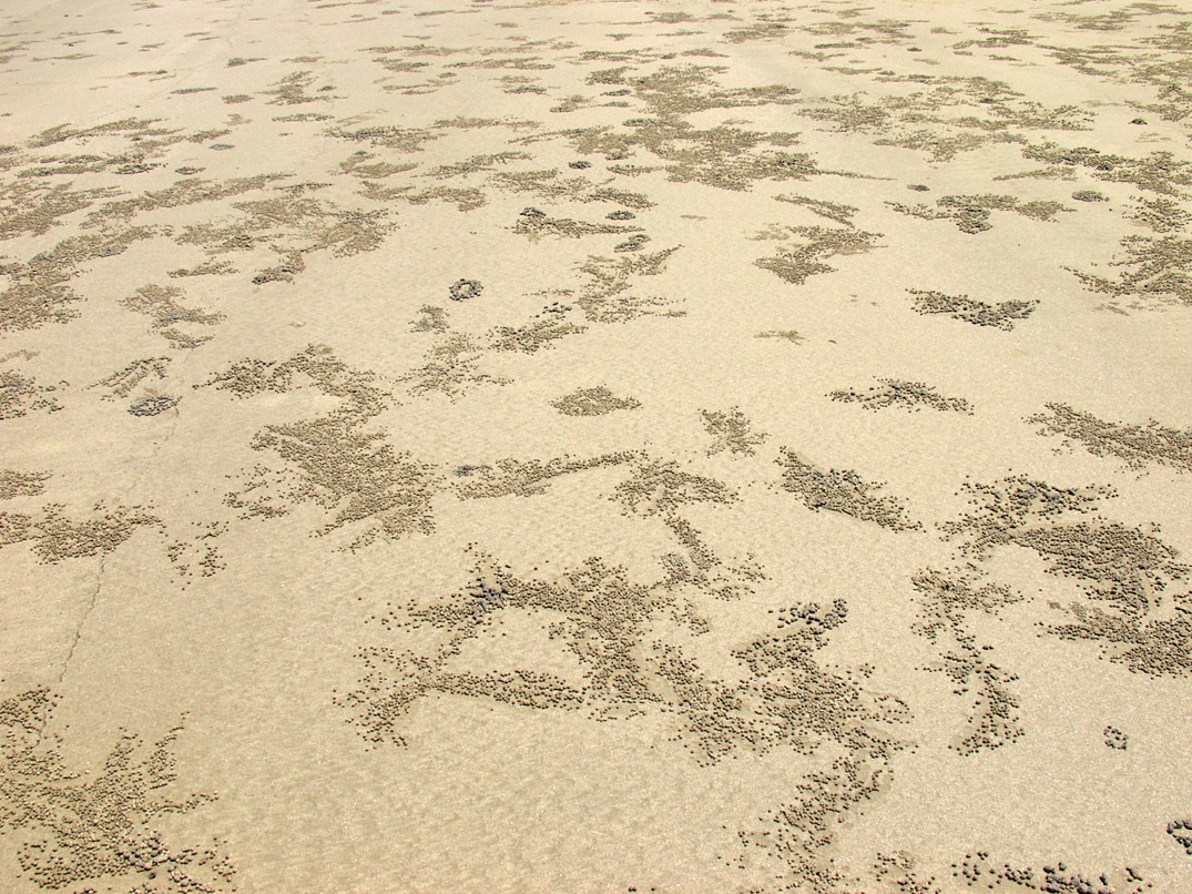 Cape Tribulation, image of landscape/habitat.