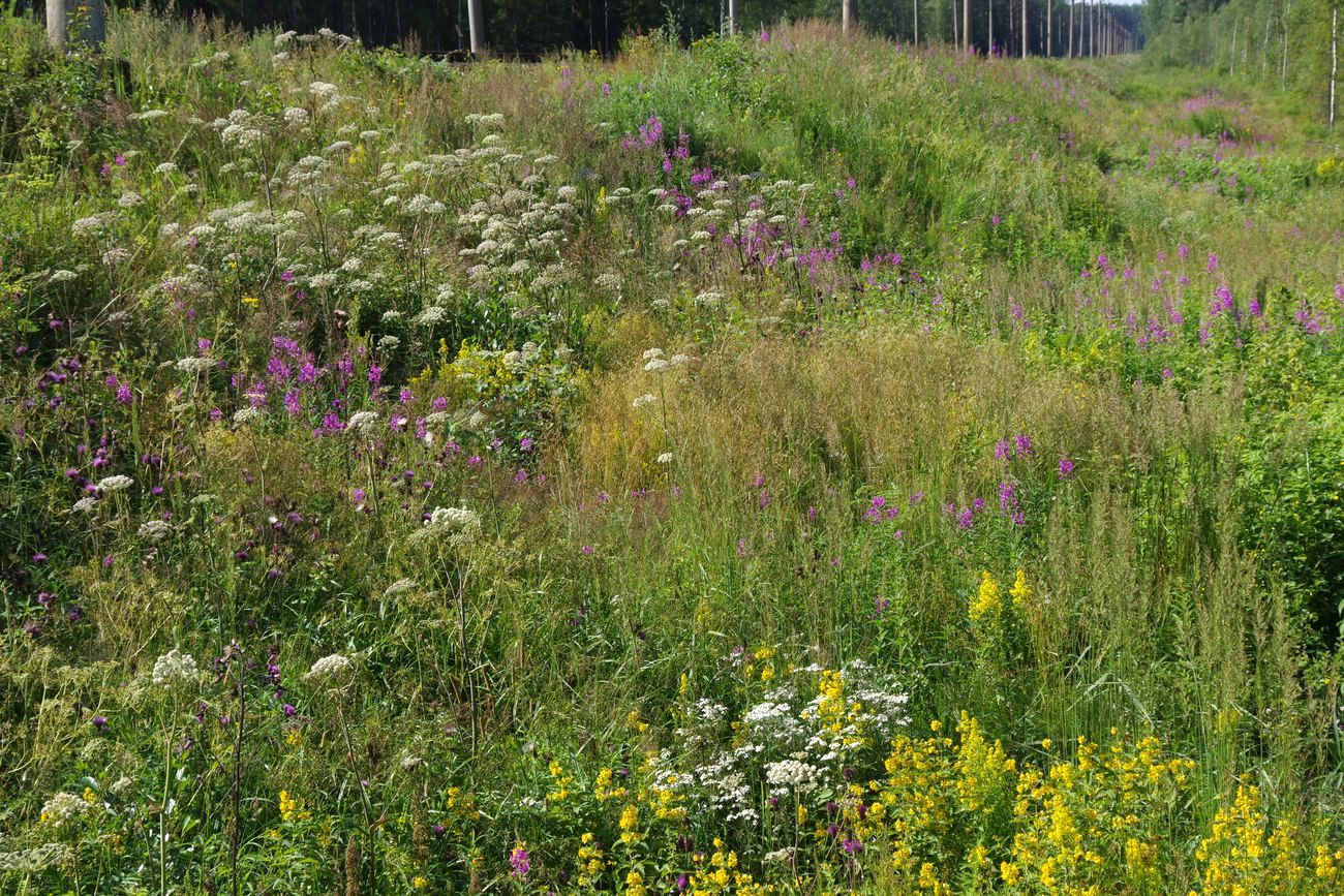 Лаппелово, image of landscape/habitat.