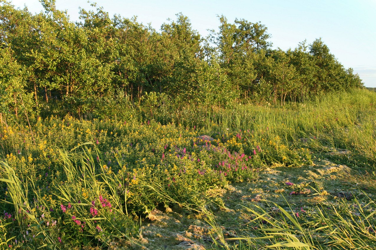 Шепелёвский маяк, image of landscape/habitat.