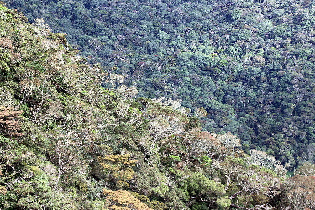 Хортон плэйнс, image of landscape/habitat.