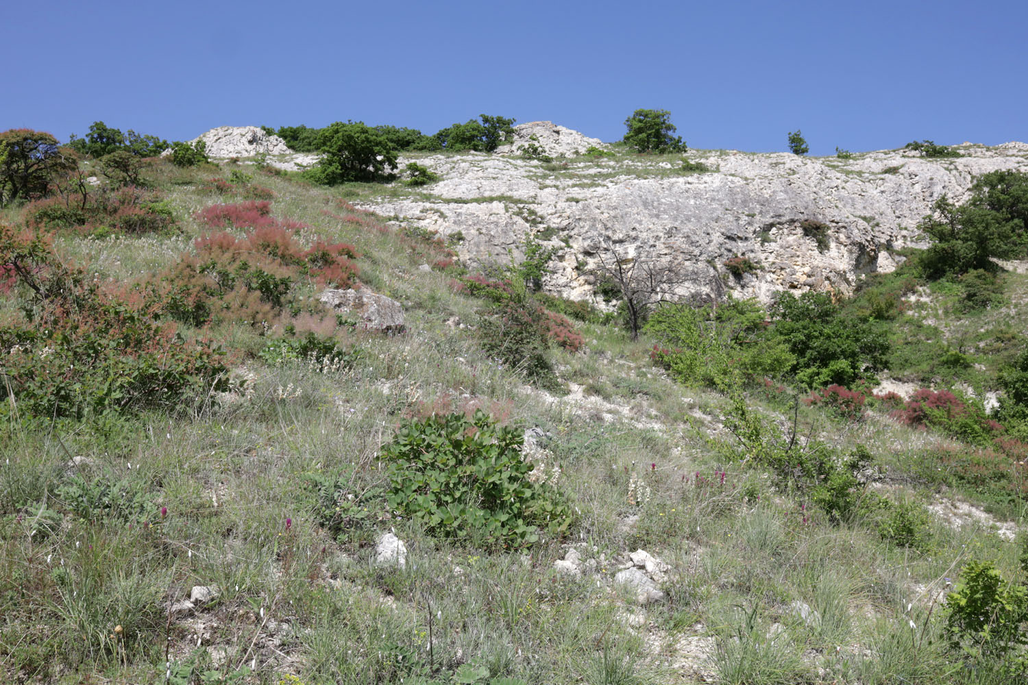 Окрестности села Мичуринское, image of landscape/habitat.