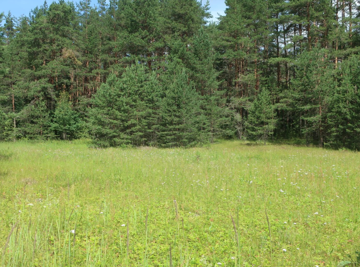 Дуденёвский заказник и р. Тьма, image of landscape/habitat.