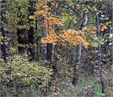 Окрестности Хрипани, image of landscape/habitat.