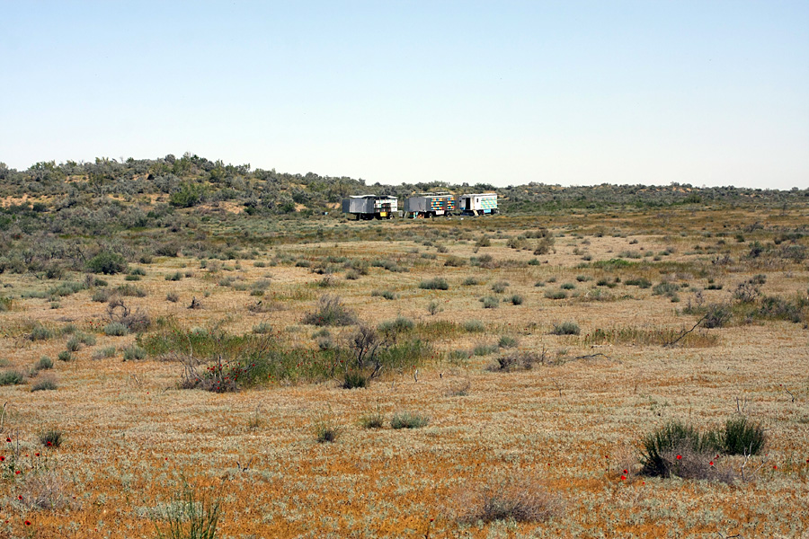 Кызылкум Восточный 2, image of landscape/habitat.