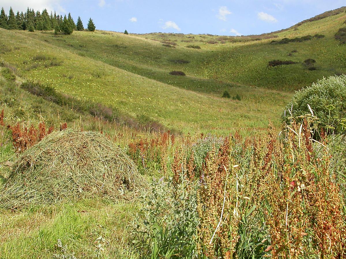 Туюк, image of landscape/habitat.