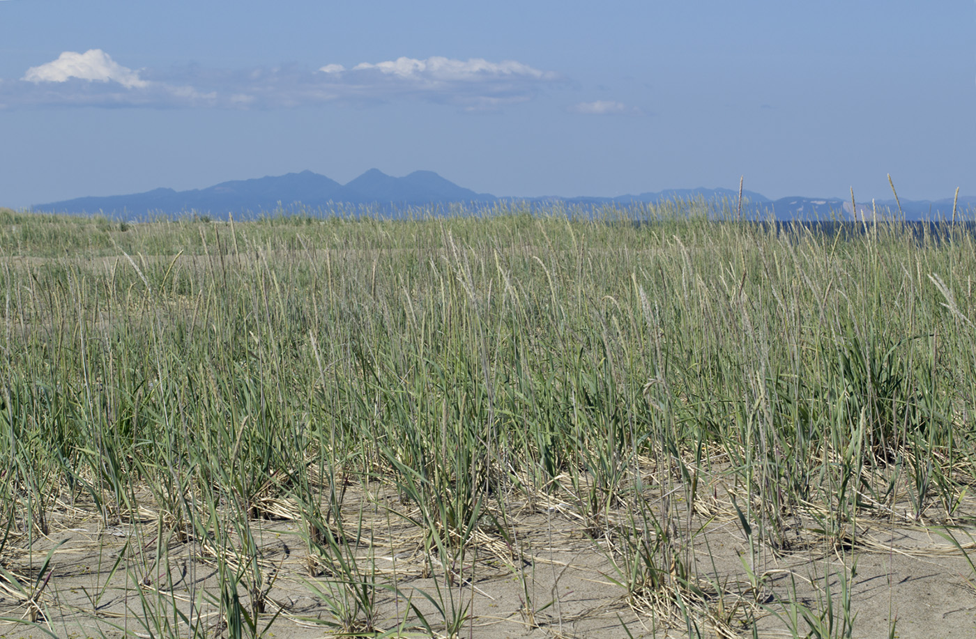 Хангуза, image of landscape/habitat.