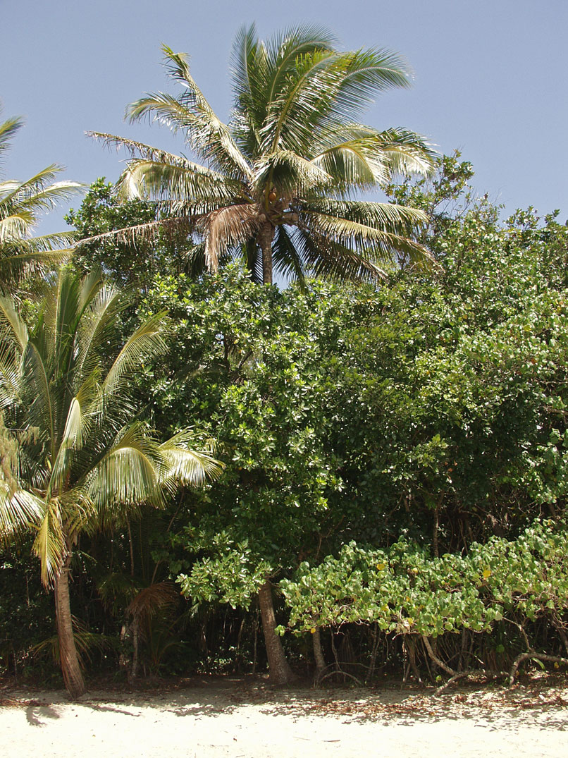 Cape Tribulation, image of landscape/habitat.