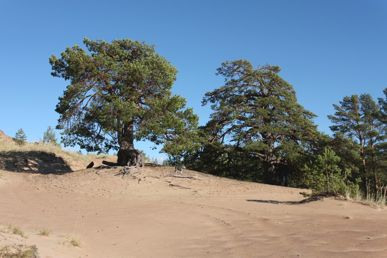 Устье Тулоксы, image of landscape/habitat.