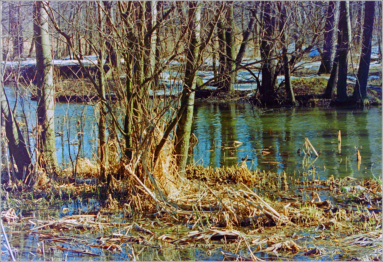 Кузьминский лесопарк, изображение ландшафта.