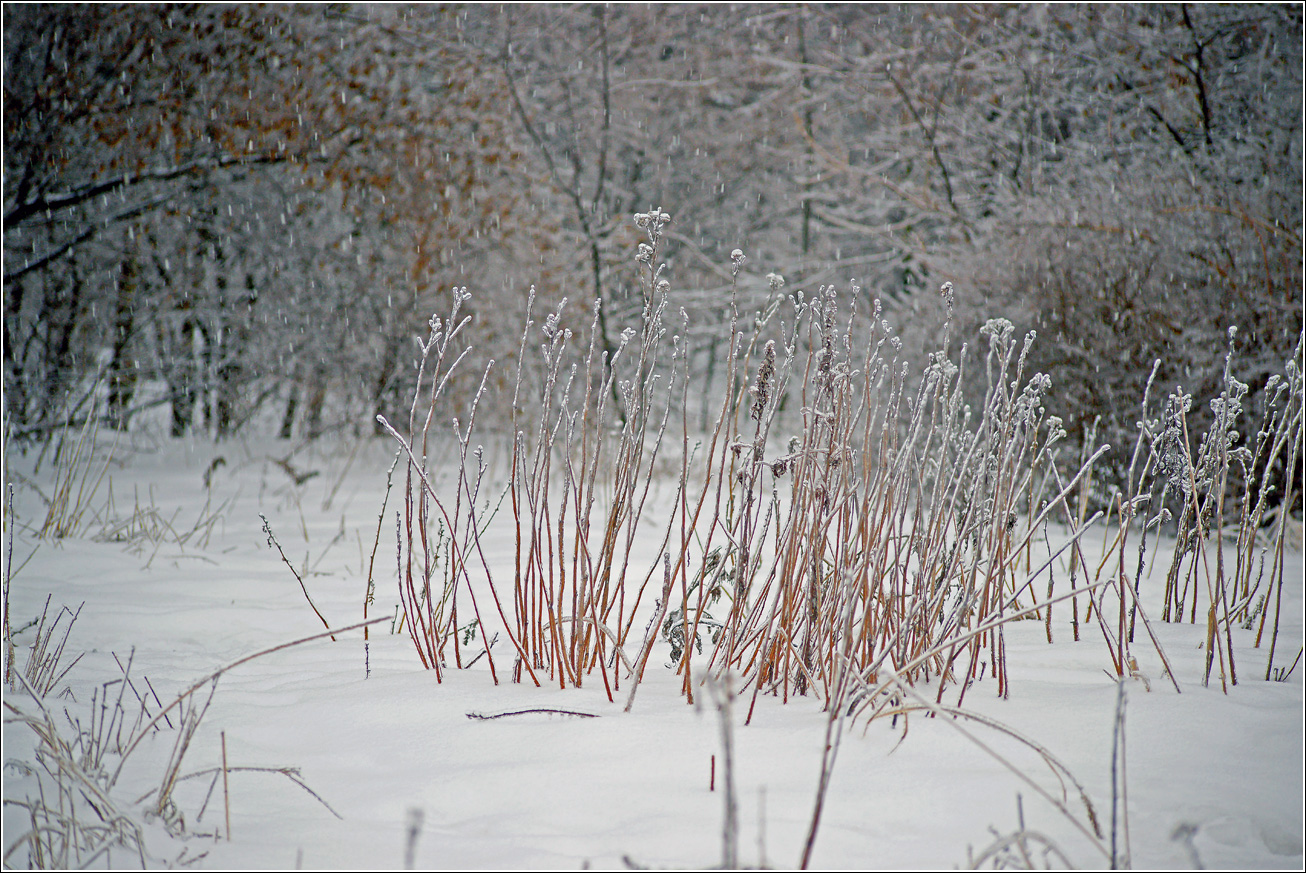 Жулебинский лес, image of landscape/habitat.
