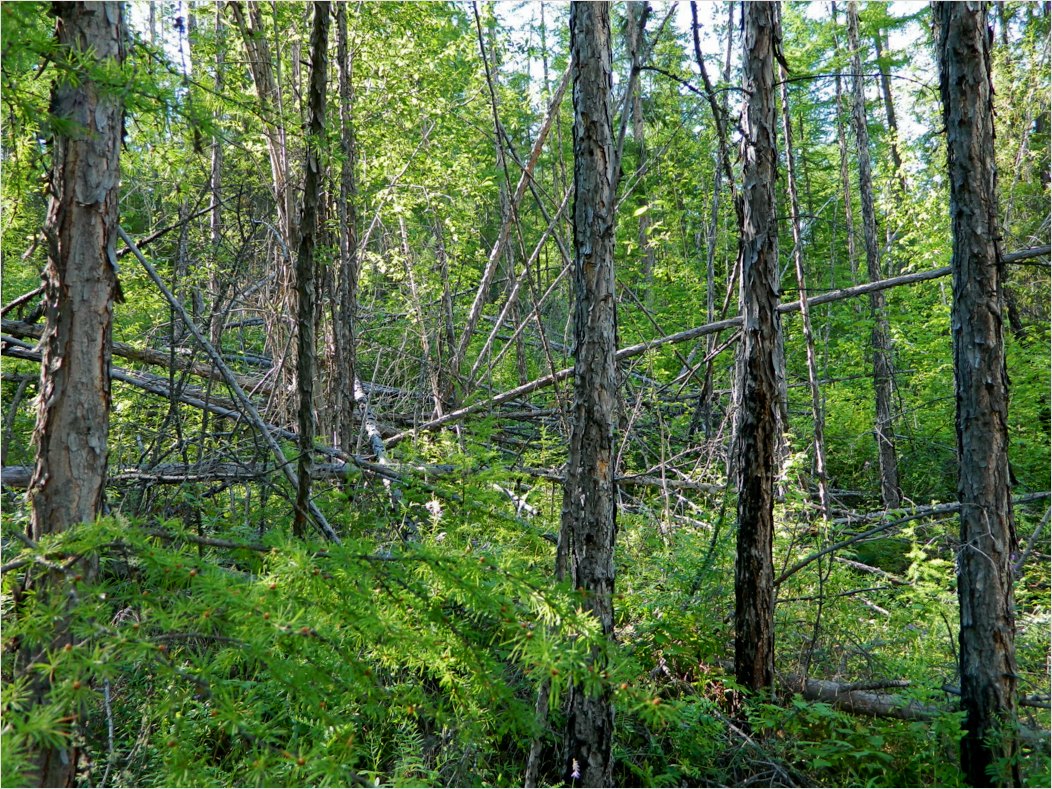 Река Синяя, image of landscape/habitat.