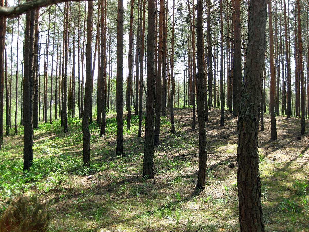Лебедёвка, изображение ландшафта.