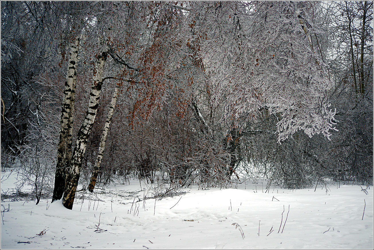 Кузьминский лесопарк, image of landscape/habitat.