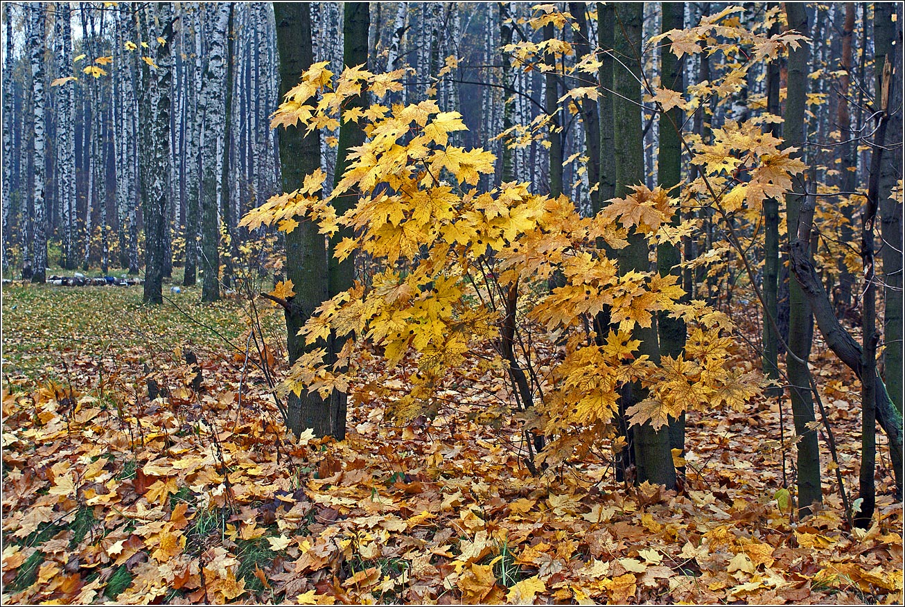 Жулебинский лес, image of landscape/habitat.