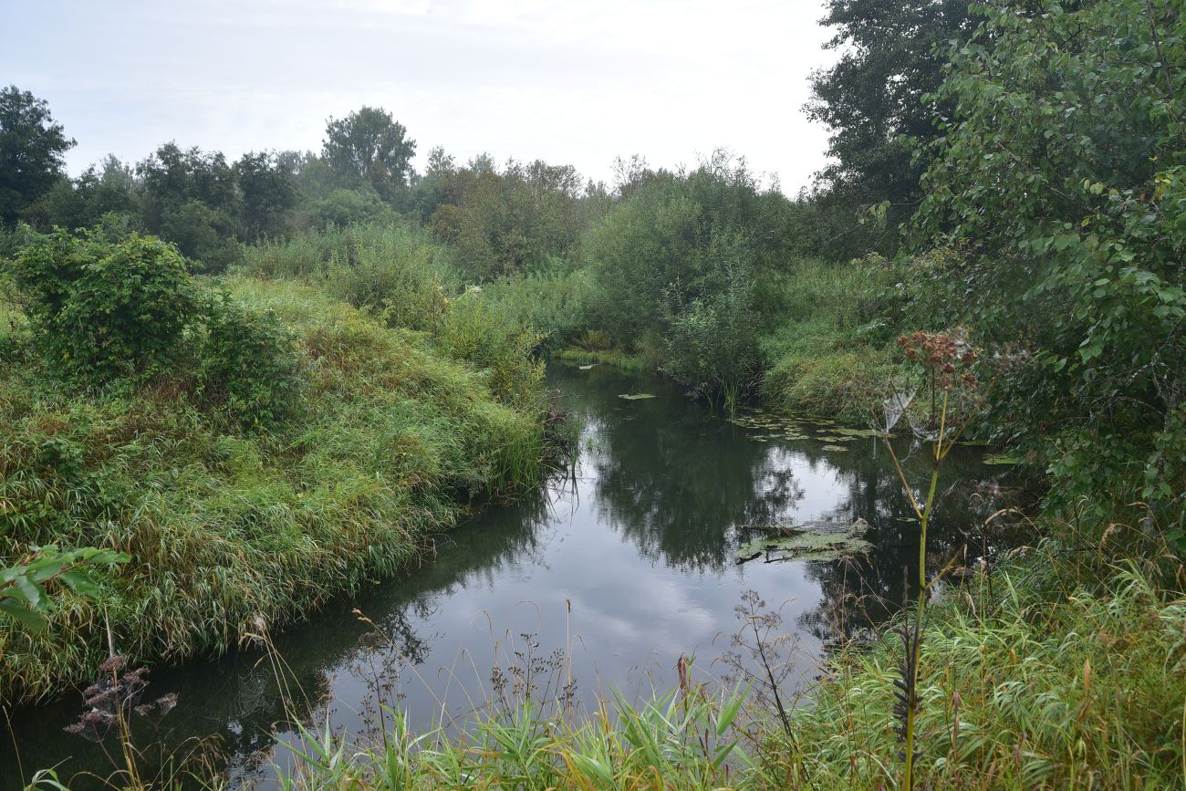 Савино и окрестности, image of landscape/habitat.