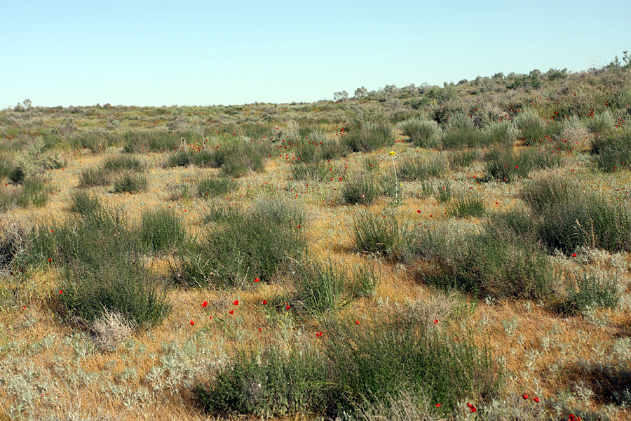 Кызылкум Восточный 2, image of landscape/habitat.