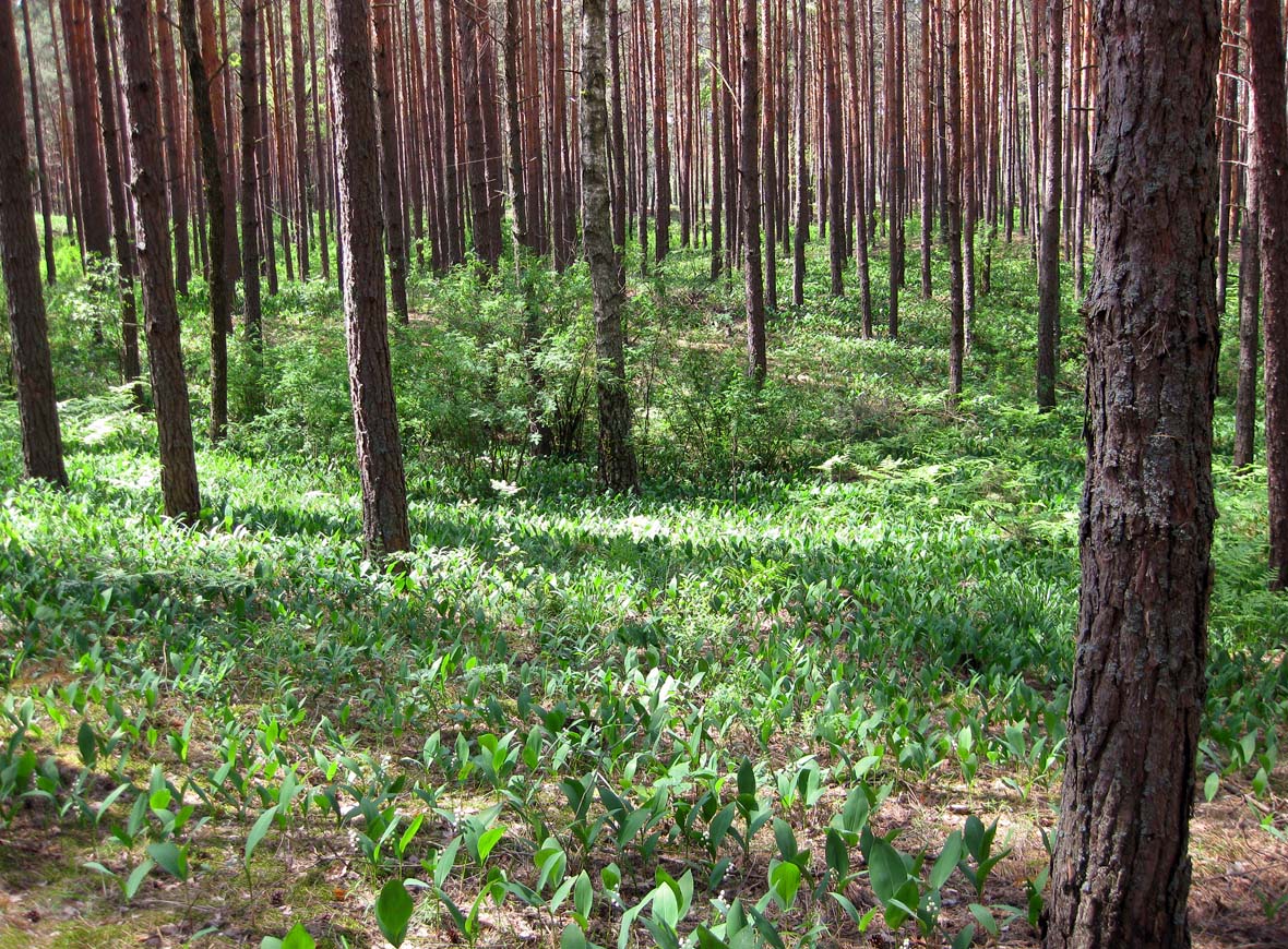 Лебедёвка, image of landscape/habitat.