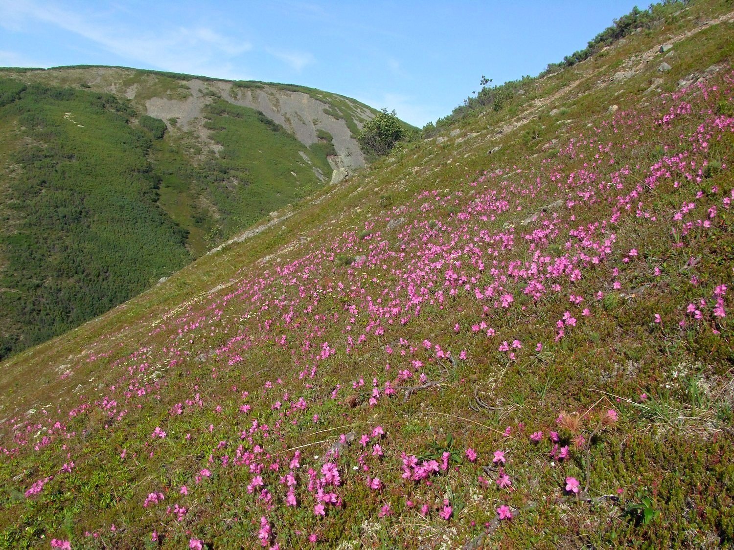 Водораздел Дукчи и Омчика, image of landscape/habitat.