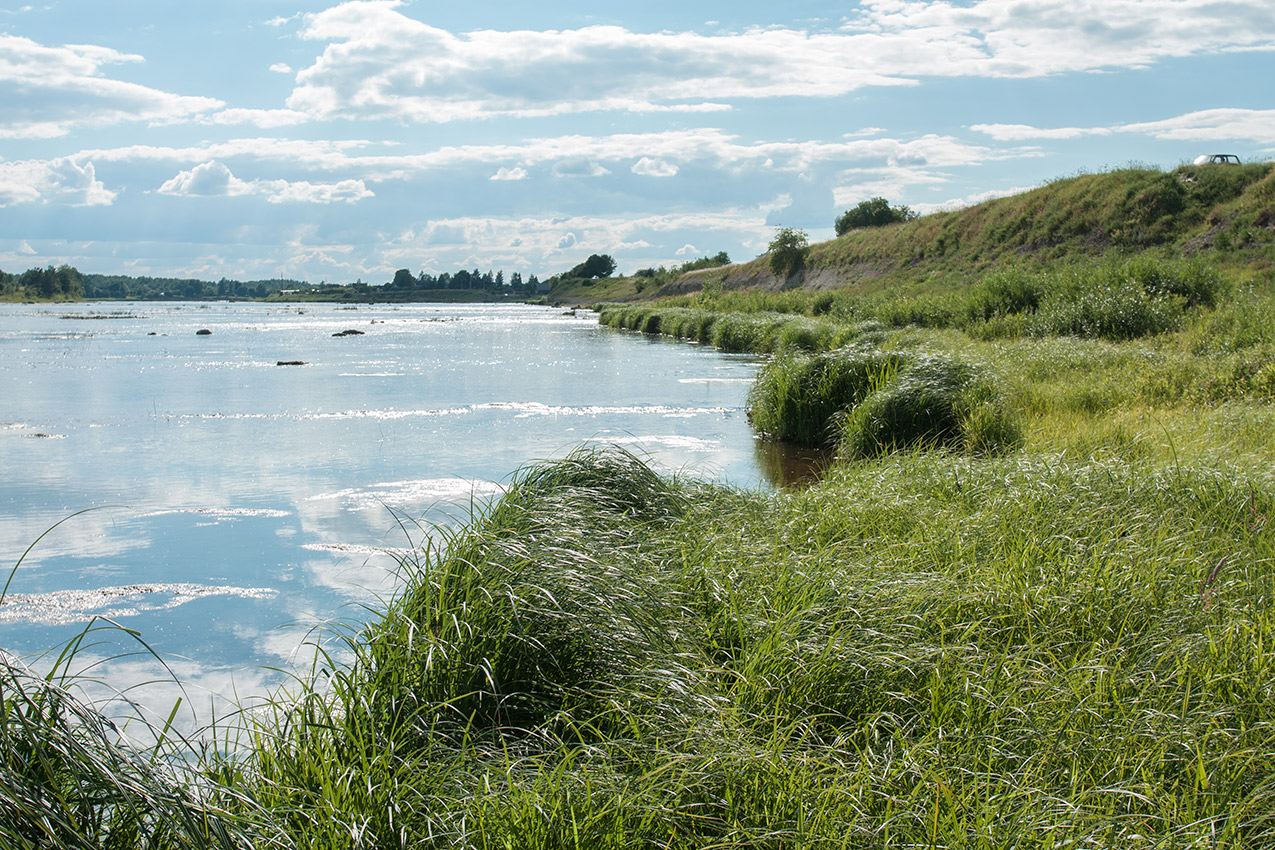 Выбуты, image of landscape/habitat.