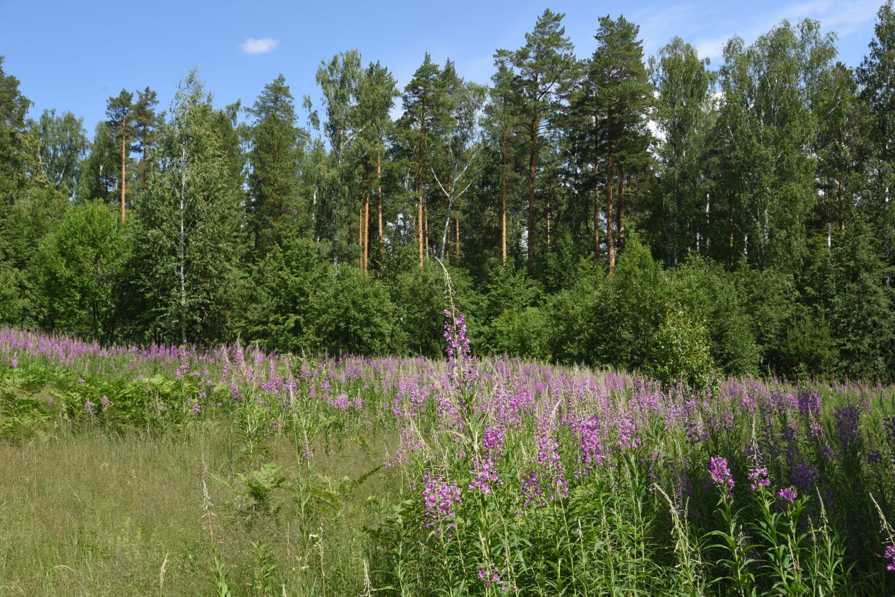 Скала Крылья Дракона, image of landscape/habitat.
