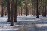 Жулебинский лес, image of landscape/habitat.