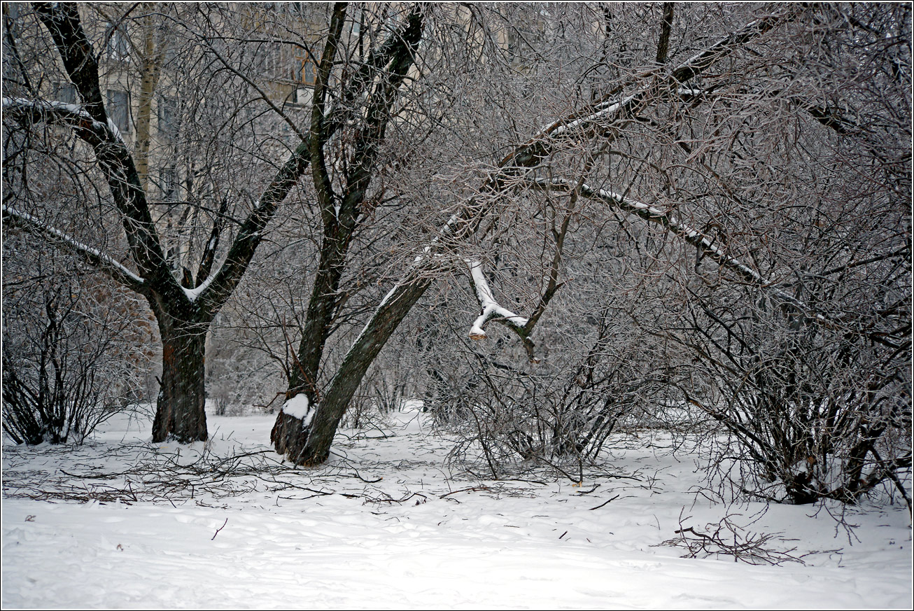 Кузьминский лесопарк, image of landscape/habitat.