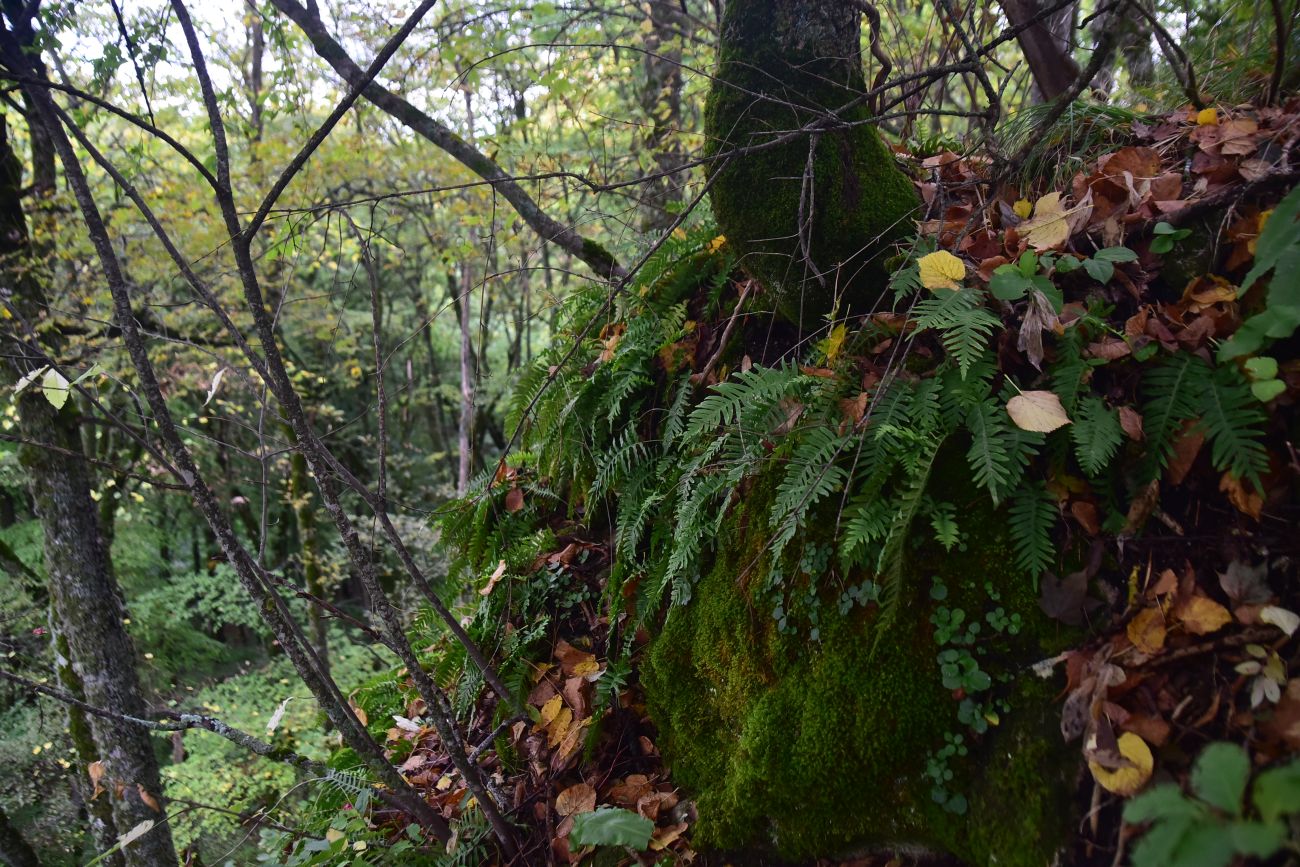Гора Физиабго, image of landscape/habitat.