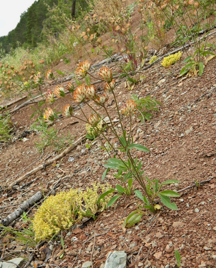 Устье Стрельны, image of landscape/habitat.
