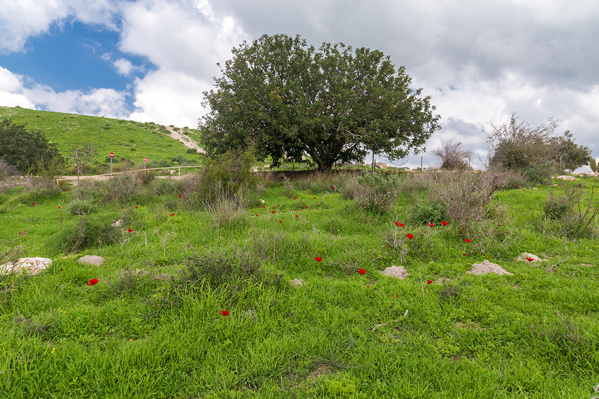 Мареша, image of landscape/habitat.