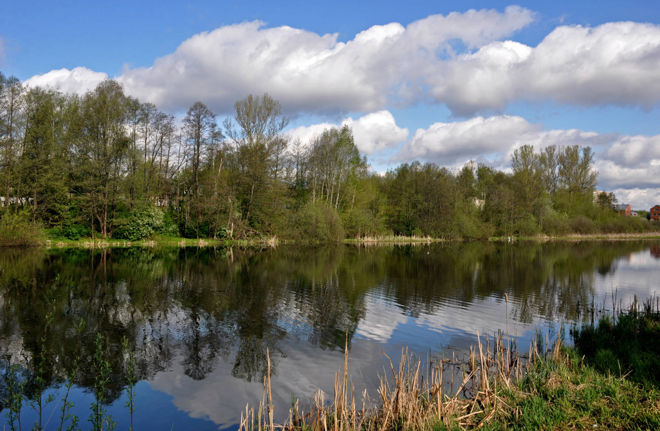 Железнодорожный, image of landscape/habitat.