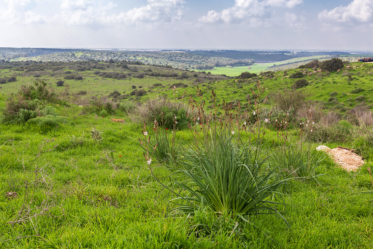 Мареша, image of landscape/habitat.