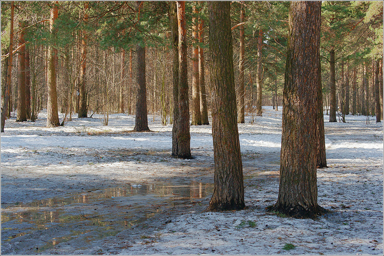 Жулебинский лес, image of landscape/habitat.