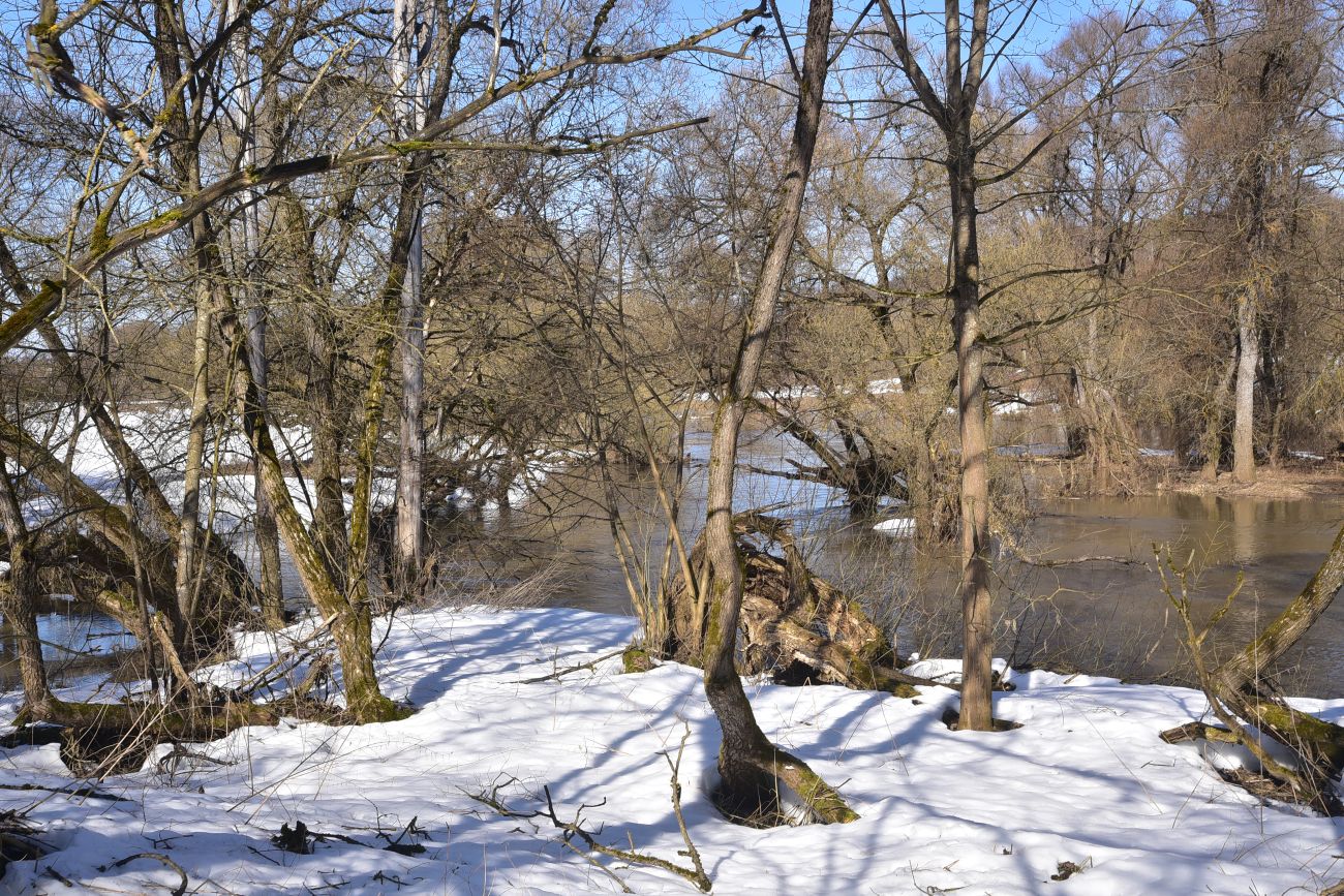 Окрестности деревни Сатино, image of landscape/habitat.