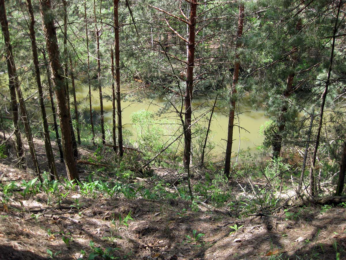 Лебедёвка, image of landscape/habitat.