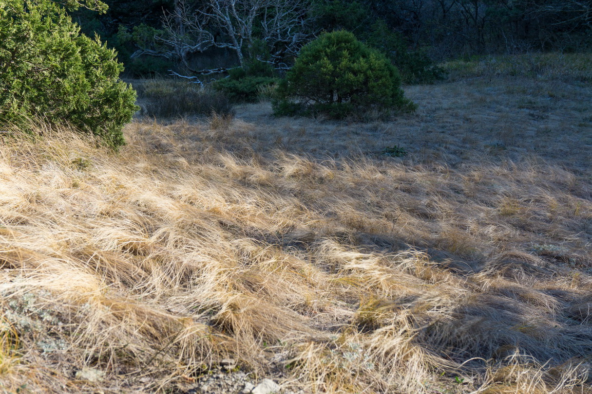 Мыс Большой Утриш, image of landscape/habitat.