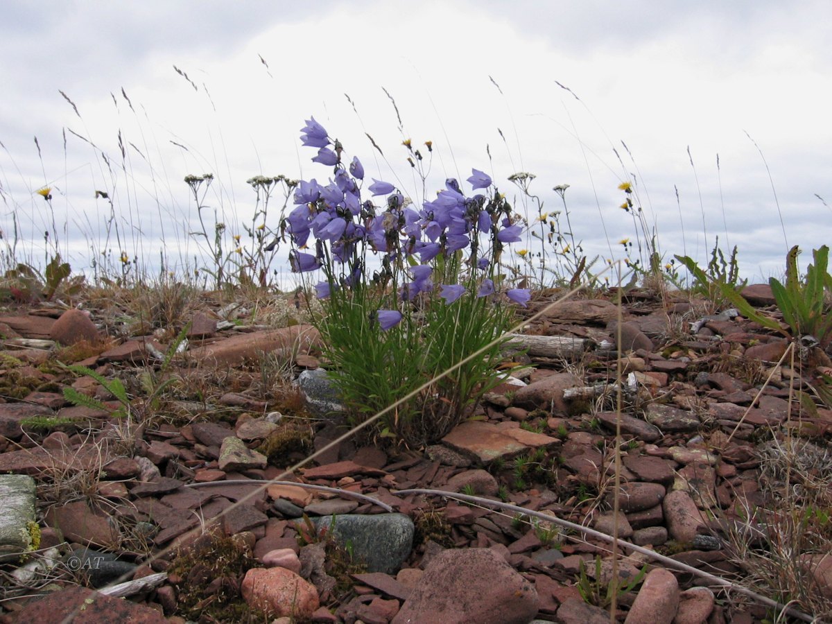 Кашкаранцы, image of landscape/habitat.