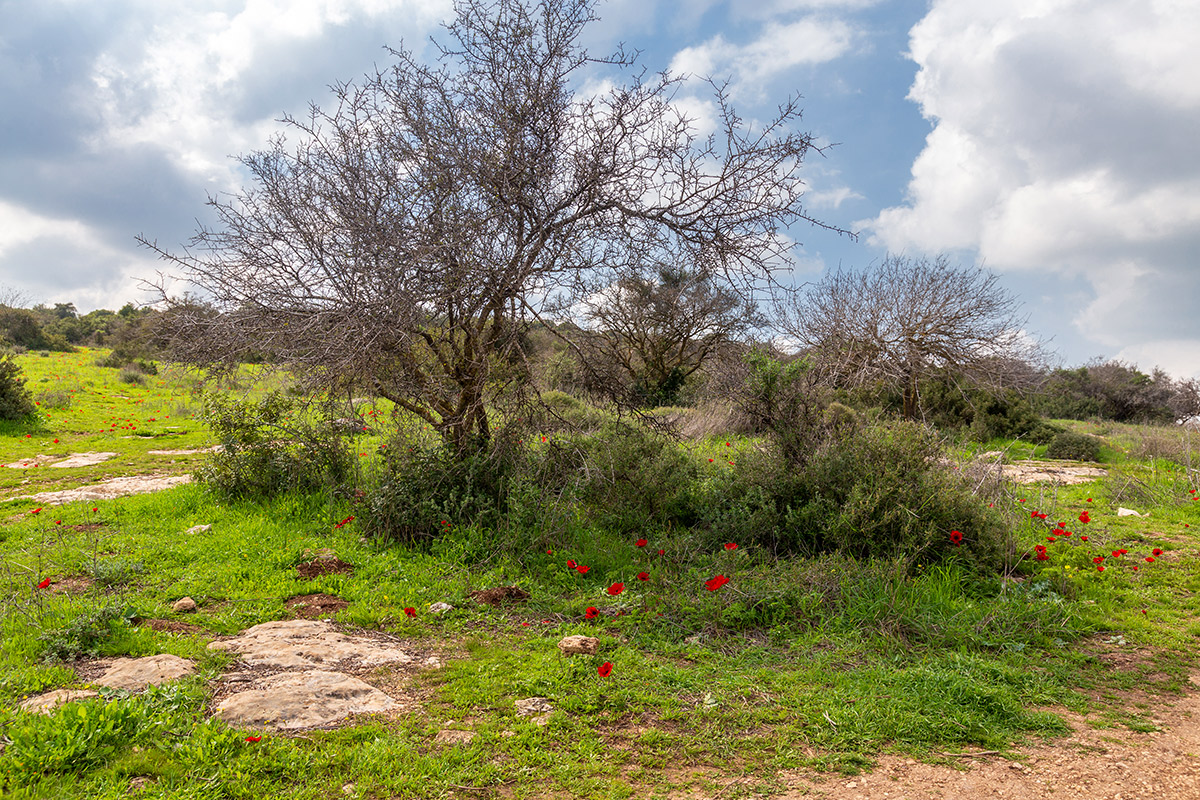 Мареша, image of landscape/habitat.