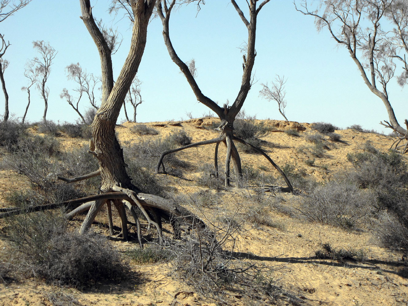Пески Халуца (Холёт Халюца), image of landscape/habitat.