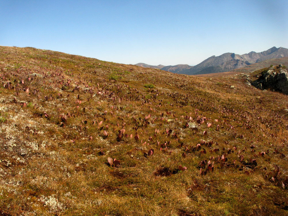 Локаторная гора, image of landscape/habitat.