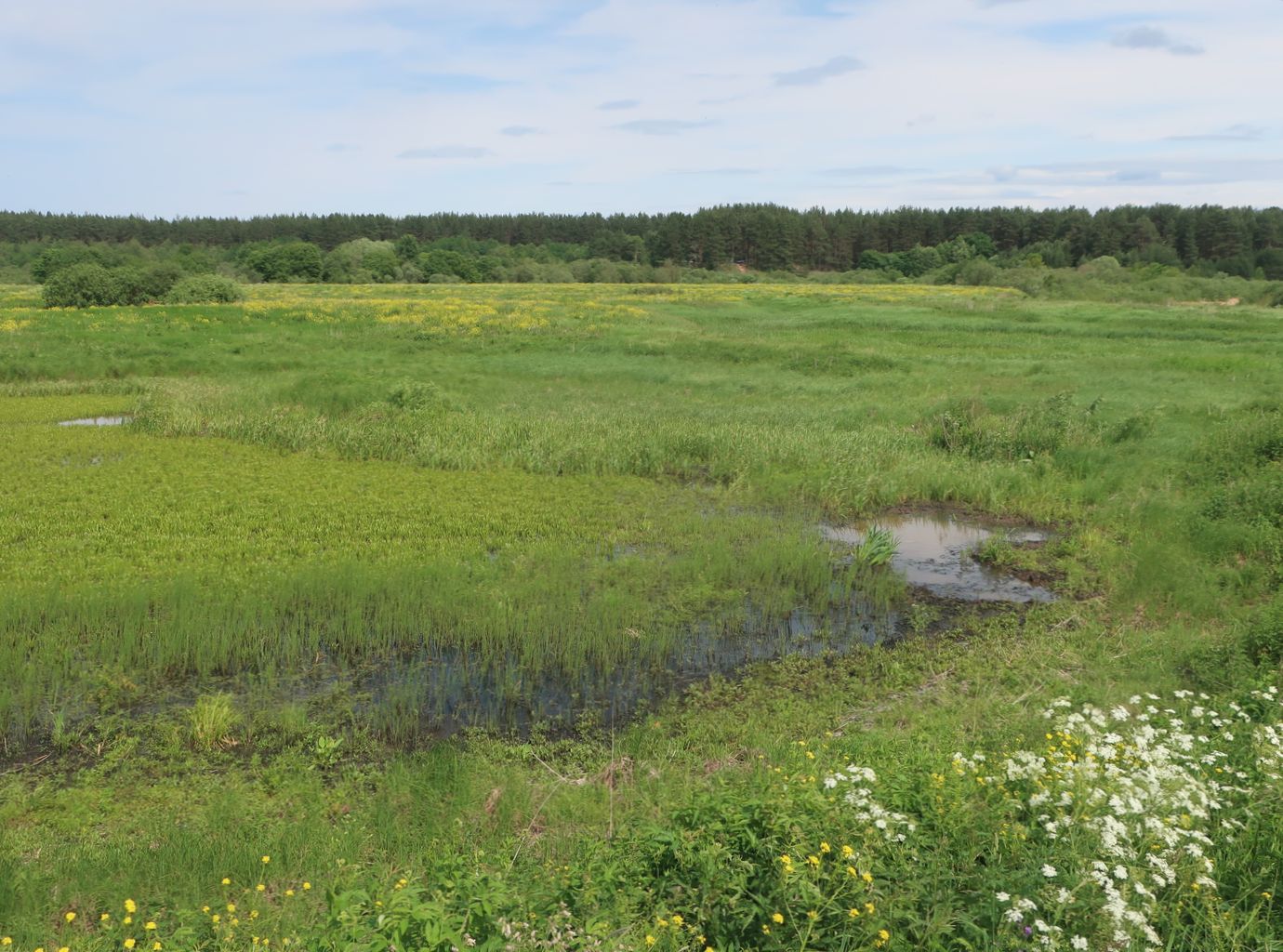 Дуденёвский заказник и р. Тьма, image of landscape/habitat.