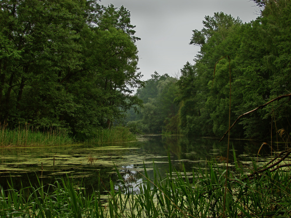 Воронежский заповедник, image of landscape/habitat.