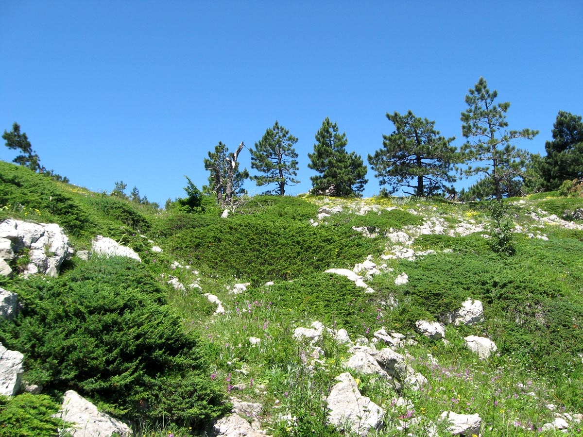 Гора Лапата, image of landscape/habitat.