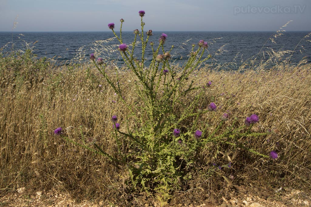 Отранто, image of landscape/habitat.