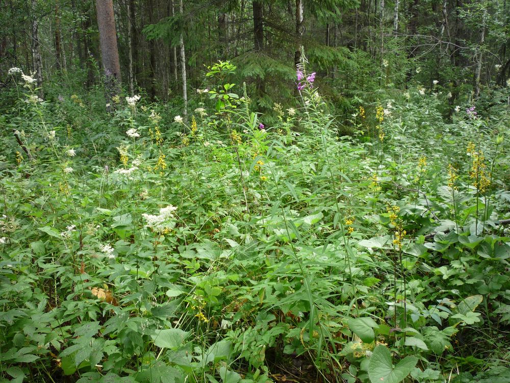 Усть-Шоноша, image of landscape/habitat.