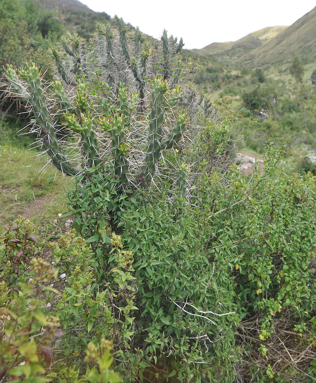 Тамбомачай, image of landscape/habitat.