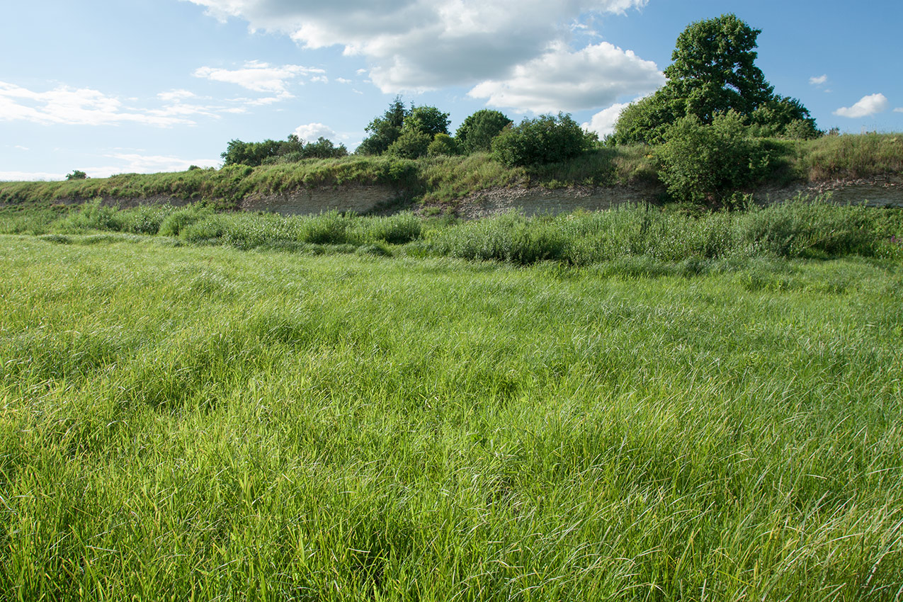 Выбуты, image of landscape/habitat.